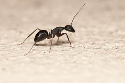 Ants problème connexion