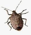 Bed Bug Removal Services in Illinois