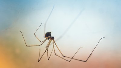 Danger Related to Spiders