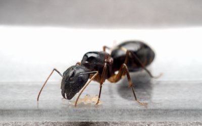 Fighting Against Carpenter Ant
