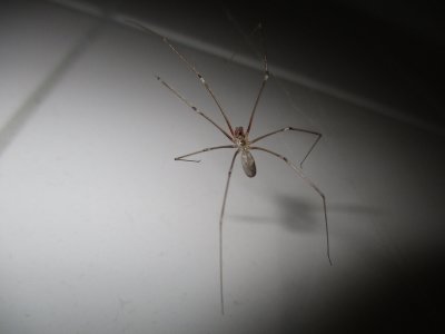 Spider Exterminator in Illinois
