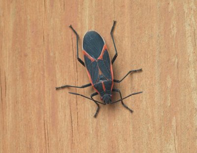 Facts About Boxelder Bugs by Schopen Pest Solutions