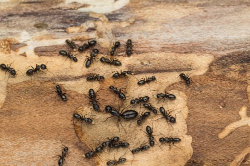 Identifying Carpenter Ants in Crystal Lake, IL