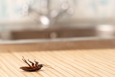 Cockroach Removal in Crystal Lake, IL