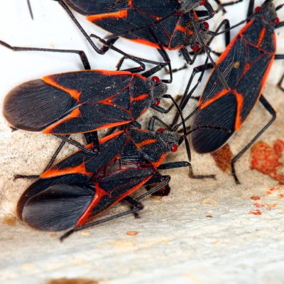 Bug Exterminator in Crystal Lake, IL