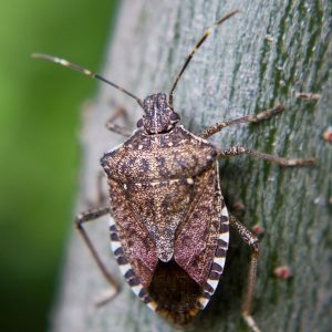 Stink bug infestations control in Illinois
