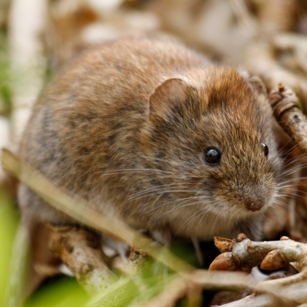 Vole Damage Prevention and Control Methods