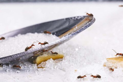 ants on sugar spoon on the table, insect infestation in the kitchen