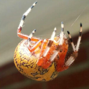 orb weaver spider