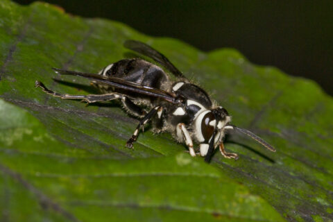 pictures of a bald faced hornet