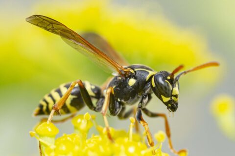 picture of a yellow jacket