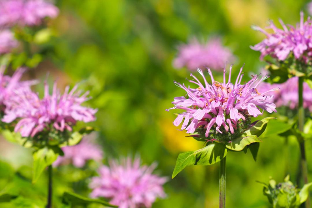 Bee Balm flowers welcome butterflies & bees but turn away mosquitoes