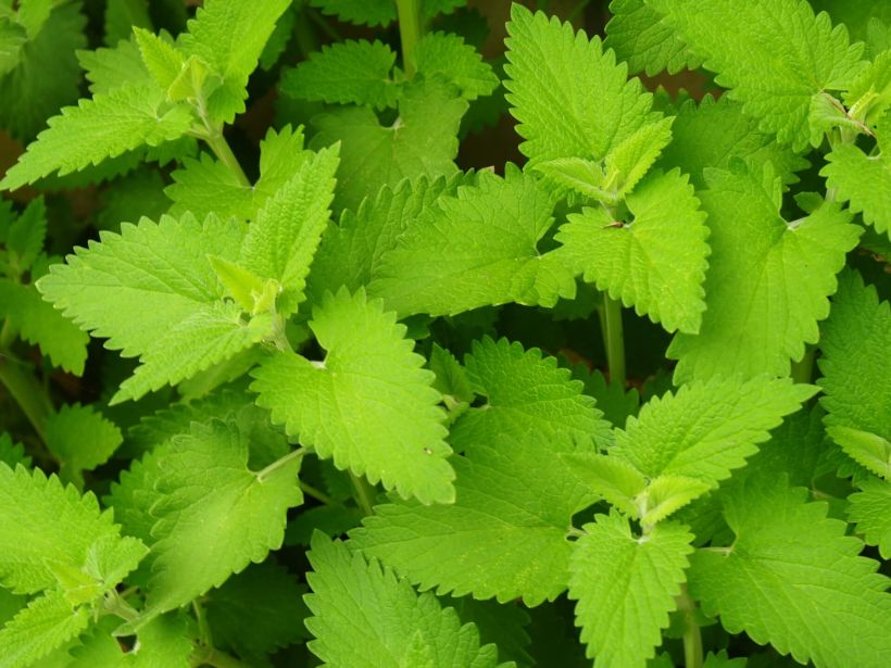 Catnip leaves are attractive to plants but it wards off mosquitoes