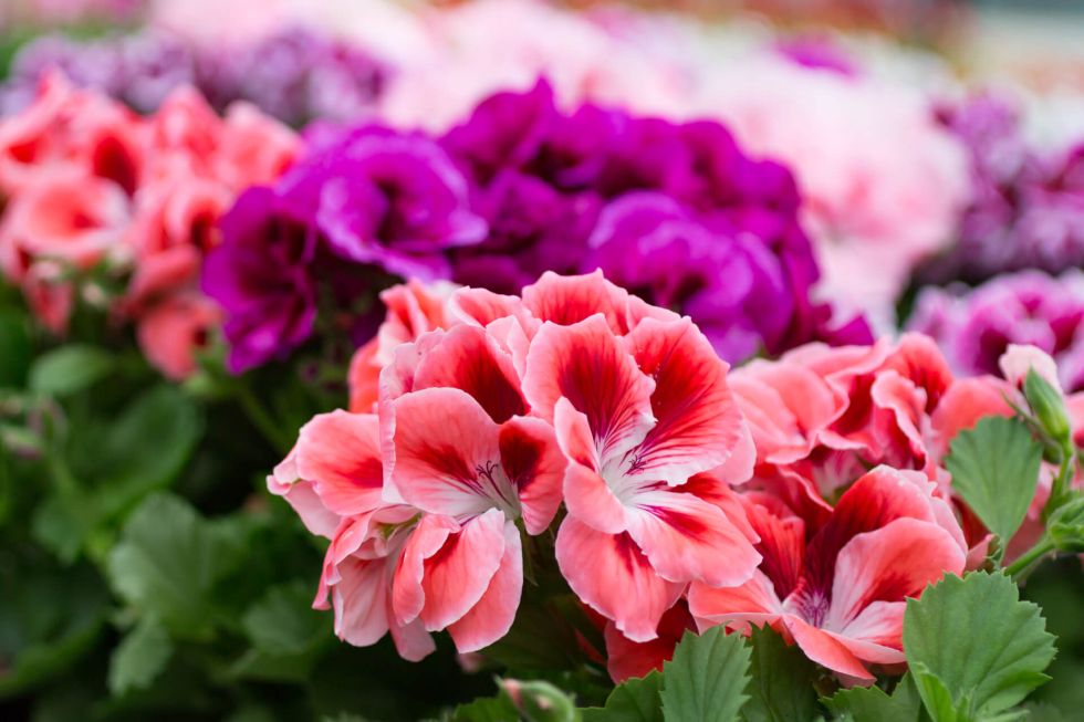 Geraniums contain citronella oil - which naturally fends off mosquitoes