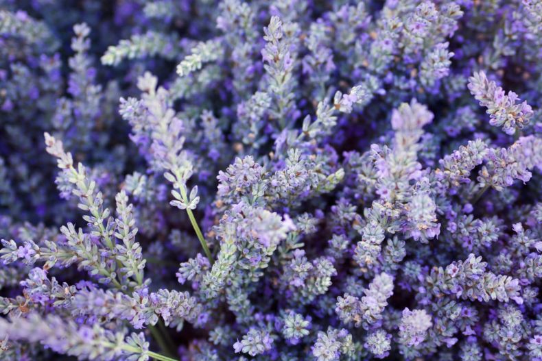 Plant lavender to keep mosquitoes away