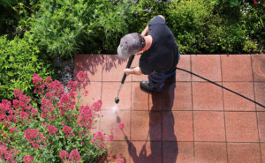 Pest Control Services in Illinois