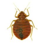 Bed Bugs Termination in Illinois