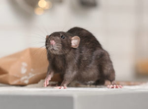Mouse & Rodents Prevention in Illinois