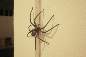 Huntsman spider on a wall, requiring spider pest control