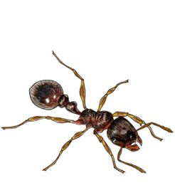 A pavement ant is on the move, a common pest in Illinois homes
